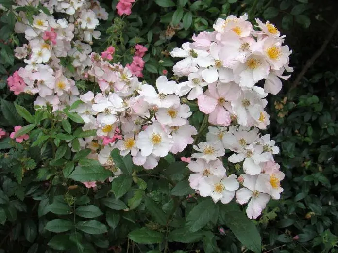 Rosier Snow Star tige 110 cm Pot