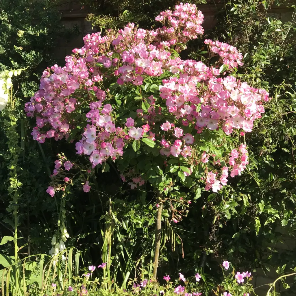 [0999963] Rosier Ballerina tige 100 cm Pot