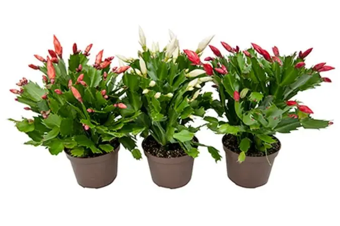Schlumbergeria variés Pot P12 cm - Cactus de Noël.