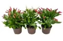 Schlumbergeria variés Pot P12 cm - Cactus de Noël.