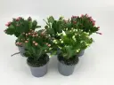 Schlumbergeria variés Pot P9 cm - Cactus de Noël. 