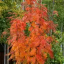 Sorbus Dodong 14 16 XL Haute Tige Motte ou Pot ** Sorbier à grosses baies rouges ***