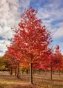 Liquidambar styraciflua Worplesdon Haute Tige 25 30 motte: plante exceptionnelle. * Copalme  d'Amérique* 