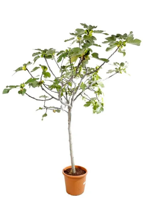 [1000007] Ficus carica Dame Blanche Demi Tige Pot C10 **Figuier Unifère, autofertile et rustique **