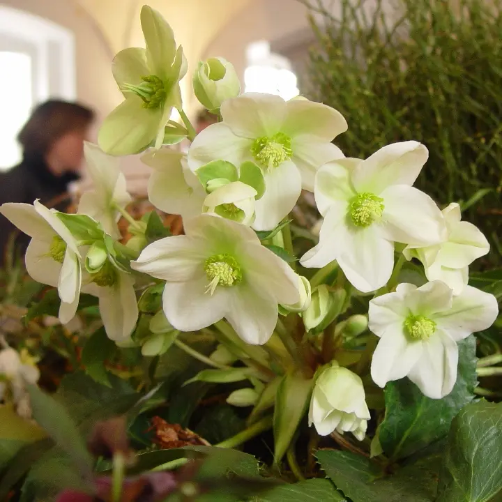 Helleborus Viv® Viviana Pot P17 cm - Rose de Noël 