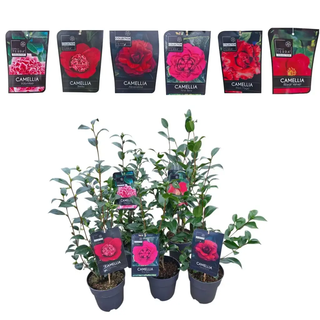 [1000013] Camellia japonica variés Pot P18cm