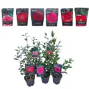 Camellia japonica variés Pot P18cm