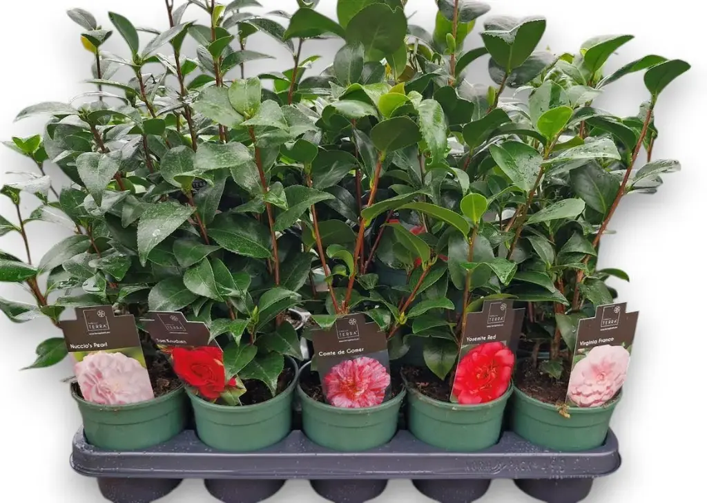 Camellia japonica variés 25 30 cm Pot P12cm - Petite plante bien ramifiée et boutonnée.