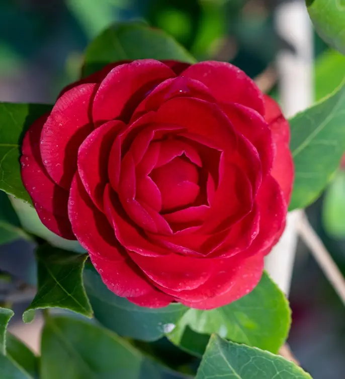 [1000020] Camellia japonica Black Lace 50 70 cm Pot C3Litres 