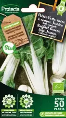 [1000100] Poirée verte naine(Protecta B)        