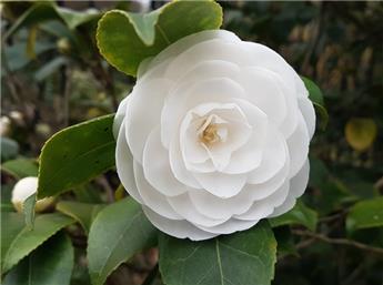 [1000221] Camellia japonica Matterhorn 60 80 Pot P23 cm