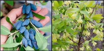 [1000223] Lonicera kamtschatica Blue Velvet Pot P10 cm ** Baie de Mai ** 