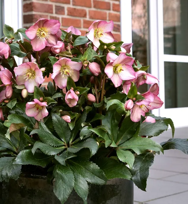 [1000227] Helleborus Ice N Roses® Rose Pot P17 cm 