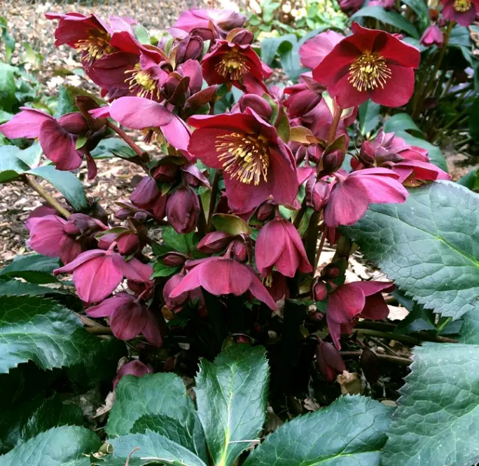 [1000229] Helleborus Ice N Roses® Red Pot P17 cm 