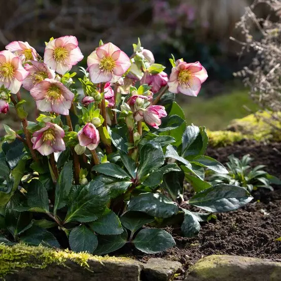 Helleborus Ice N Roses® Carlotta Pot P17 cm 