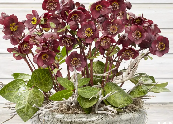 [1000233] Helleborus Angel Vibey Velvet Pot P19 cm * Rose de Noël rouge