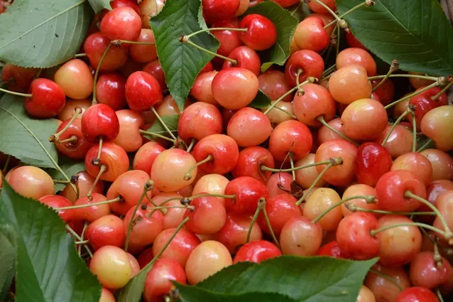 Bigarreau Napoléon Buisson FORT Pot ** Pollinisateur. Prêt à produire** 