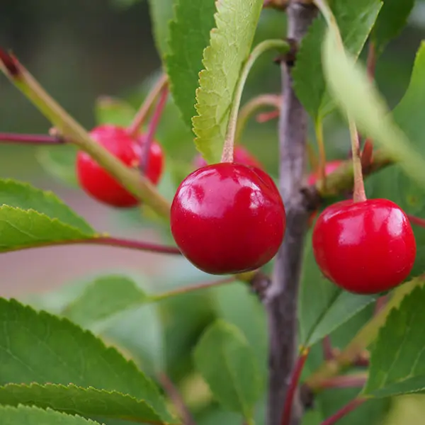 [1000237] Cerisier Maynard Nain 1/4 tige +- 60cm