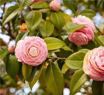[1000239] Camellia japonica Sacco Vera 60 80 cm Pot P19