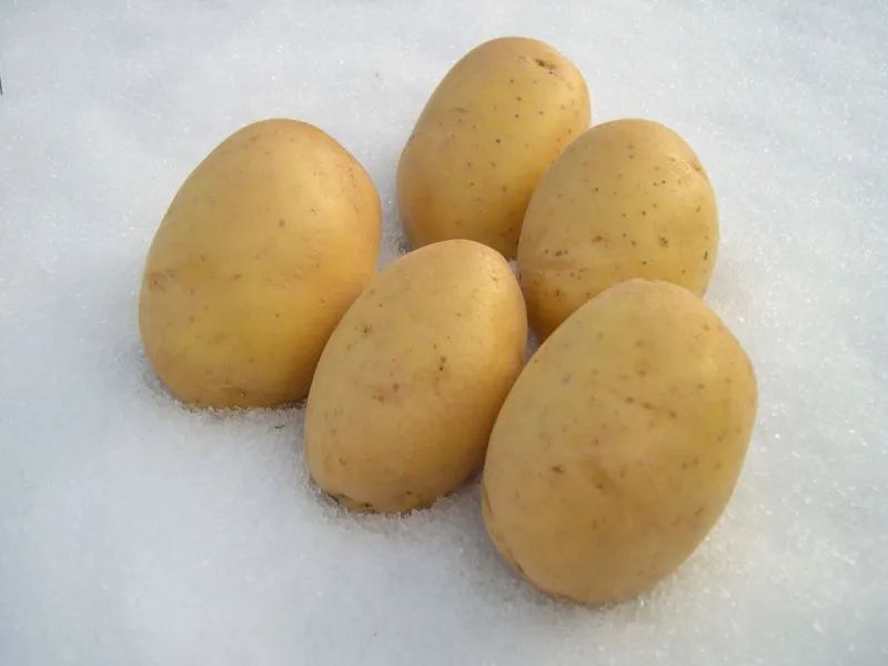 [1000251] PDT Nazca  1,5 Kg Cal. 28 35mm