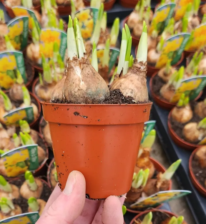 Narcisse Pot P9 en variétés mix.