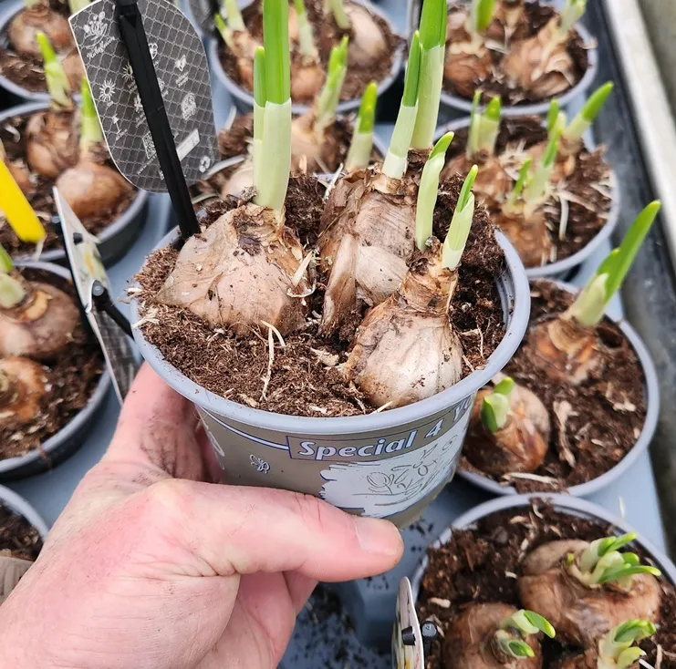 Narcisse Pot P12 en variétés mix.