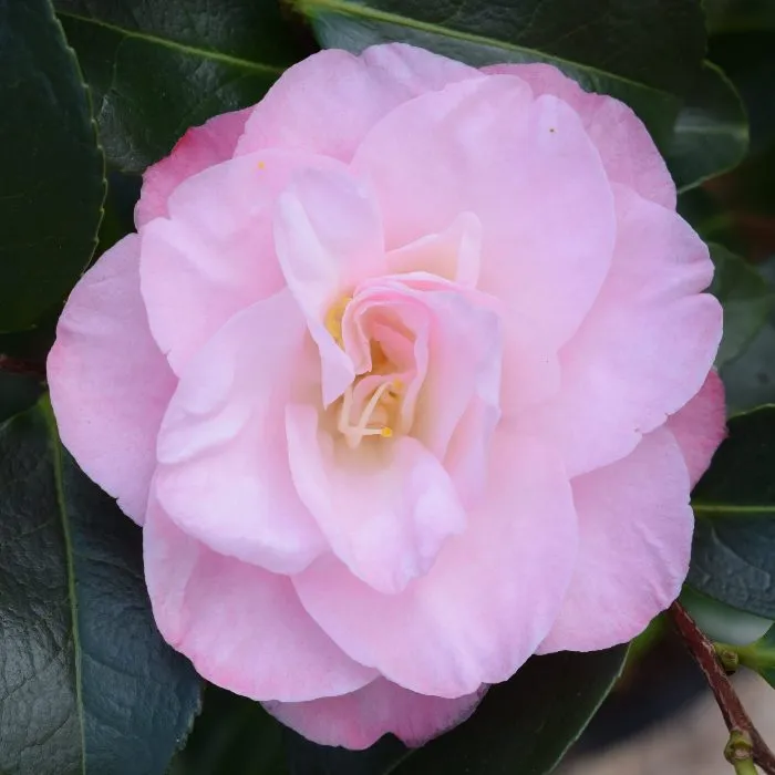 [1000318] Camellia japonica Doctor Tinsley Pot C5 ** Mellifère **