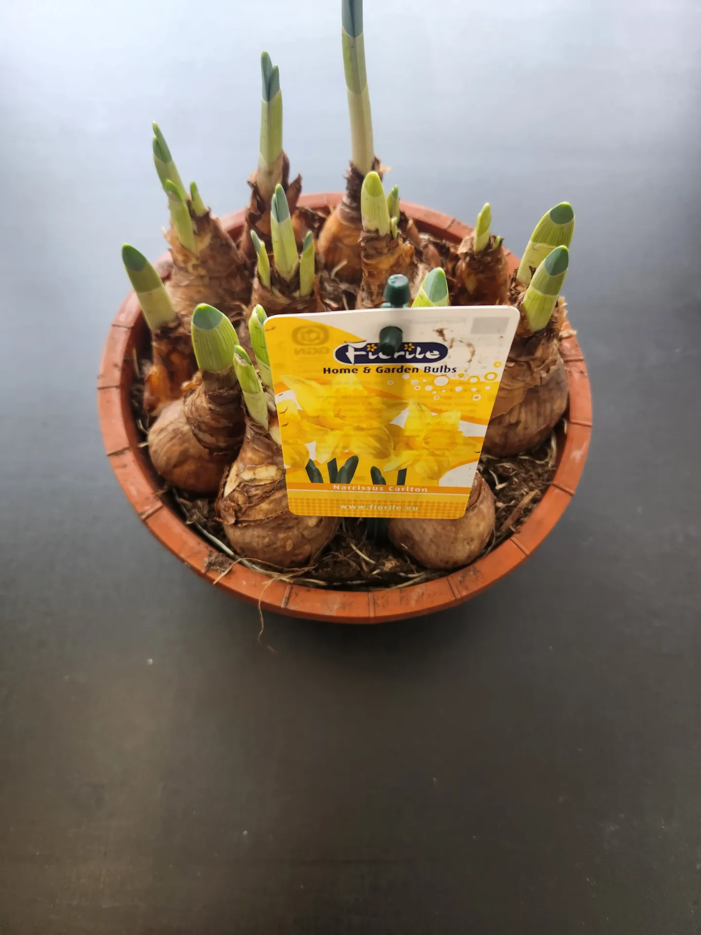 [1000348] Coupe Narcisse +- 10 Bulbes