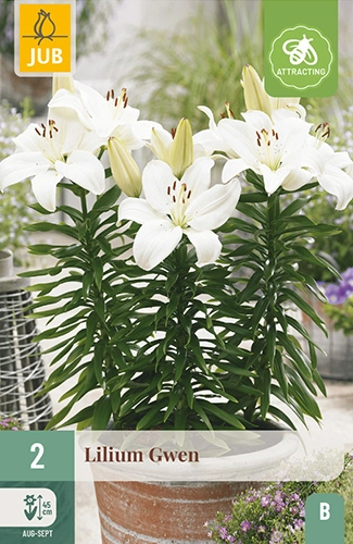 [1000367] Lilium Gwen 2 pc