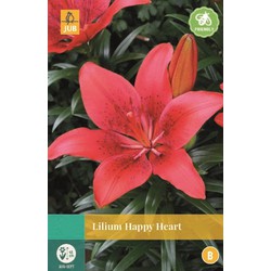 [1000370] Lilium Happy Heart 2 pc