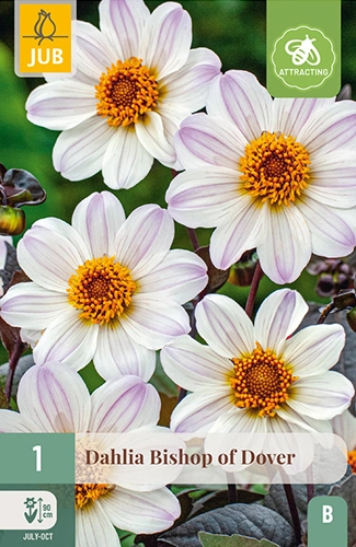 Dahlia Bishop of Dover* 1 Pc