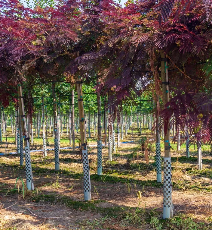 [1000424] Albizia julibrissin Evey S Pride 8 10 Haute Tige Pot