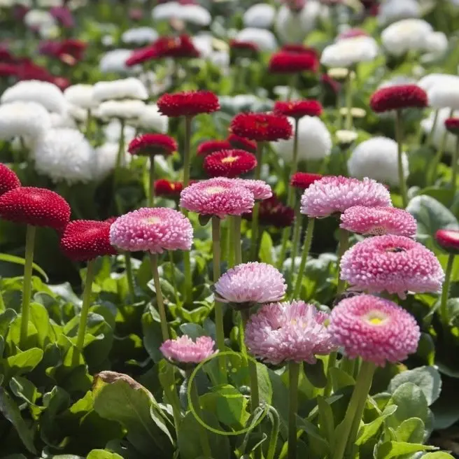 [1000426] Paquerettes Bellis Pot P10