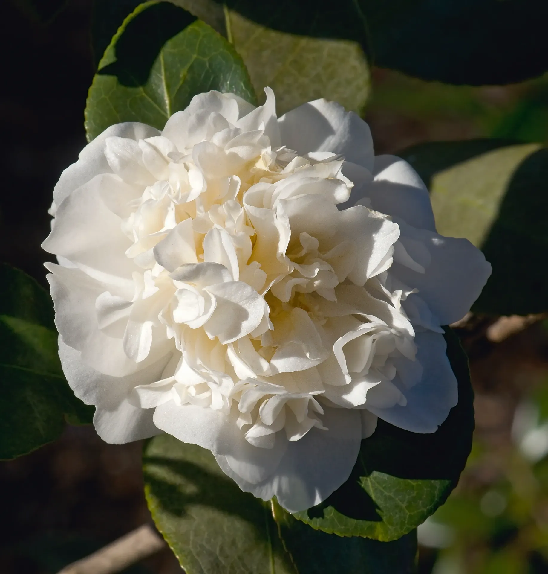 Camellia japonica Powder Puff 60 80 cm Pot C5Litres