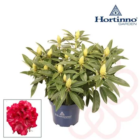 Rhododendron Red Dragon 40 60 cm P23
