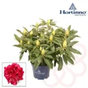 Rhododendron Red Dragon 40 60 cm P23