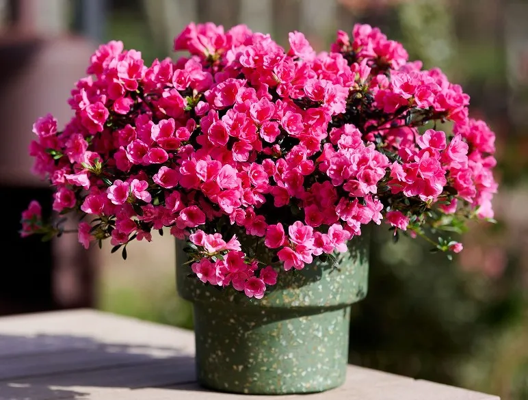 Azalea Cascadula Bright Rose D 40 60 cm Pot C3 ** Rare: azalée couvre-sol ***