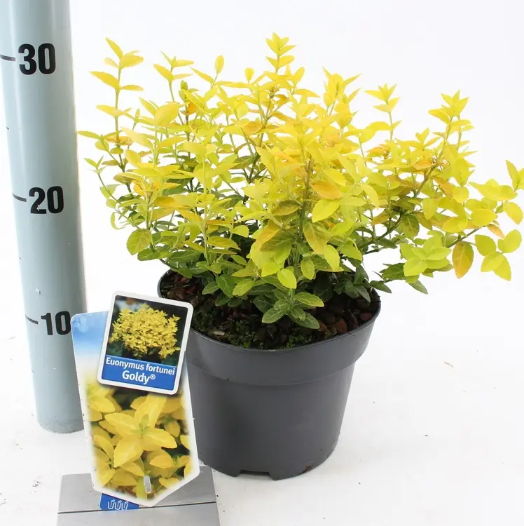[1000482] Euonymus fortunei Goldy Pot P23