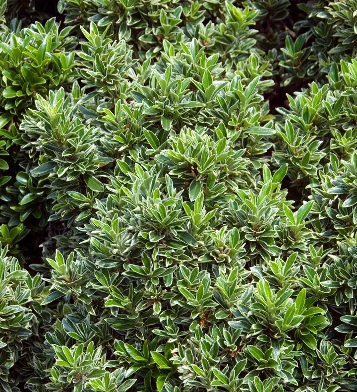 [1000484] Euonymus japonicus Microphyllus Albovariegatus Pot P27