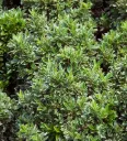 Euonymus japonicus Microphyllus Albovariegatus Pot P27