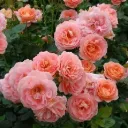 Rosier Bonita Renaissance® Pot C3 Litres