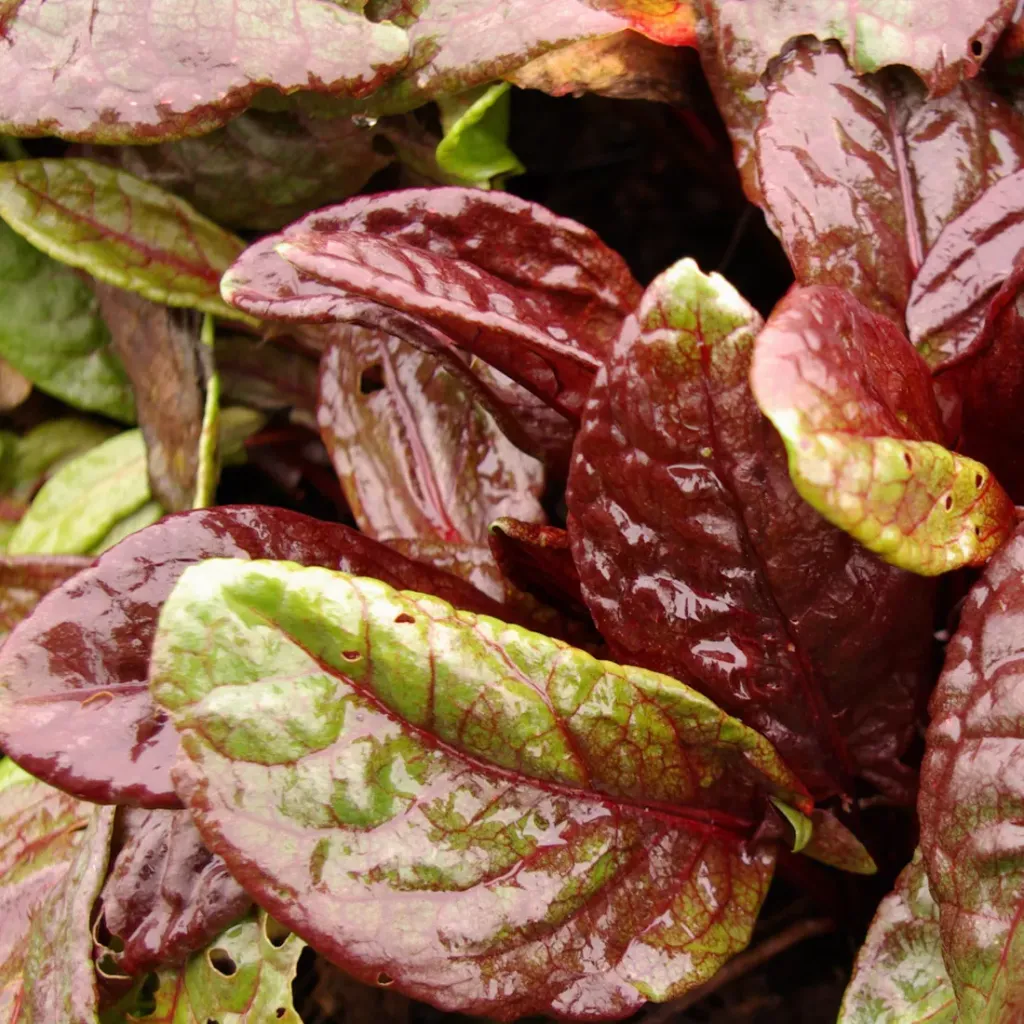 [1000500] Rumex Arifolius Ruber Pot C 1.5L