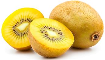 [1000506] Actinidia deliciosa Minkigol® Pot C2.7L ** Kiwi Jaune **