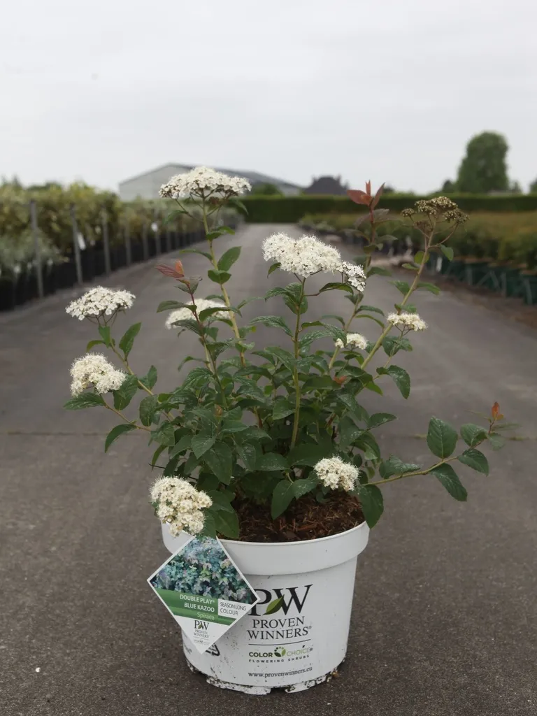 [1000510] Spiraea japonica Double Play® Blue Kazoo XL Pot C10 ** Spirée du Japon **