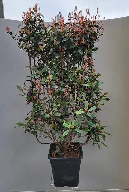 [1000551] Photinia fraseri Red Robin Palissé sur cadre 60 120 cm ** RARE **