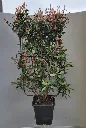 Photinia fraseri Red Robin Palissé sur cadre 60 120 cm ** RARE **
