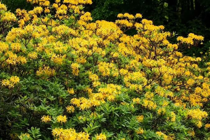 [1000555] Azalea pontica 30 40 cm Pot P17 ** Très parfumée ** ou Rhododendron luteum