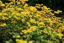 Azalea pontica 30 40 cm Pot P17 ** Très parfumée ** ou Rhododendron luteum