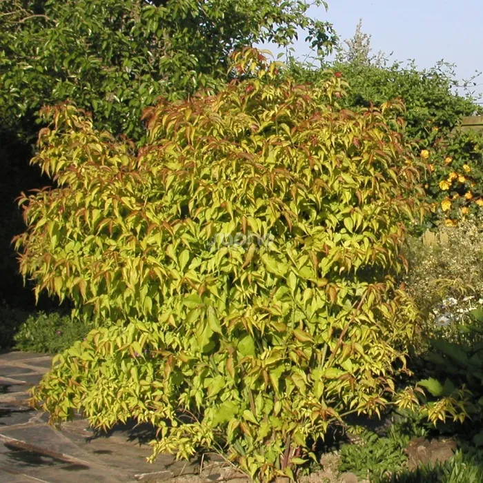 [1000609] Leycesteria formosa Little Lanterns Pot C3L