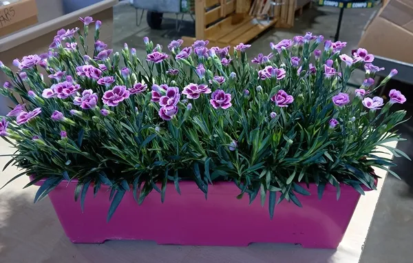 Dianthus Pink Kisses Jardinière 40 cm - Oeillet nain vivace